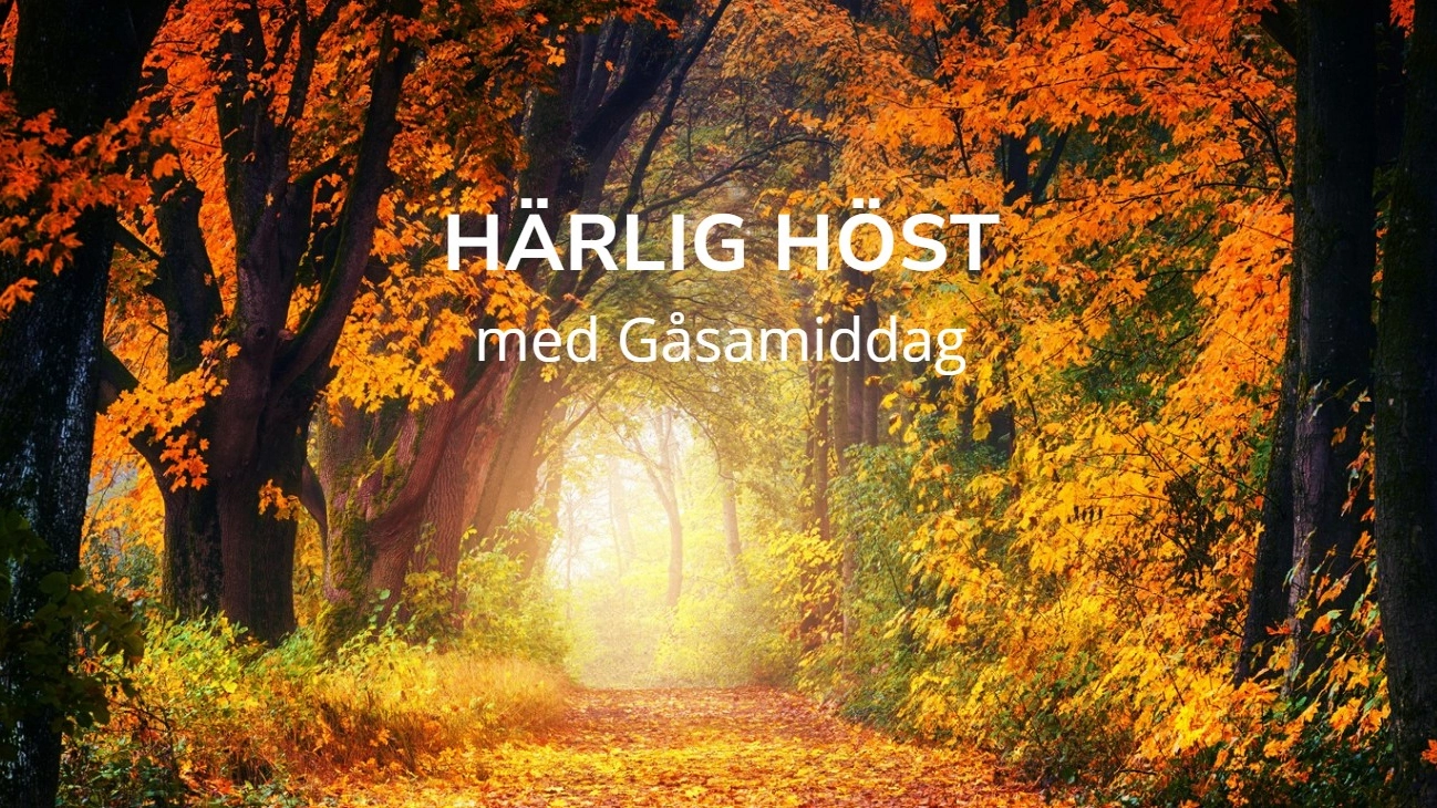 en alé av höstträd i stämningsfullt ljus